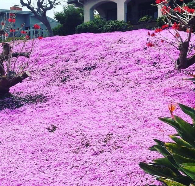 10,000 Creeping THYME Herb Thymus Serpyllum Groundcover Heirloom Flower Seeds 2g