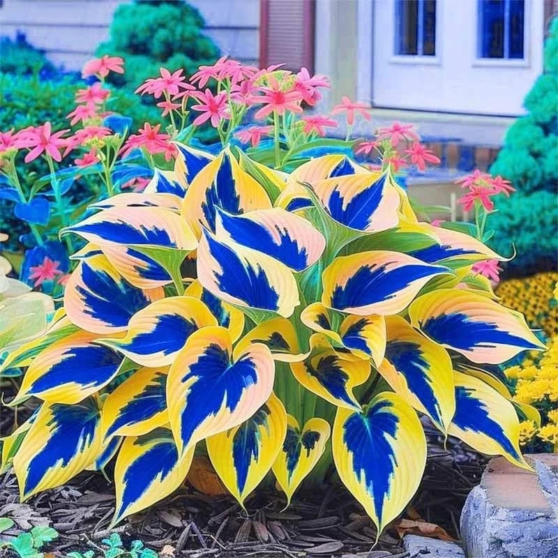 🌿 20+ HOSTA SEEDS – PERENNIAL OUTDOOR SHADE GARDEN PLANTING SEEDS – ORNAMENTAL