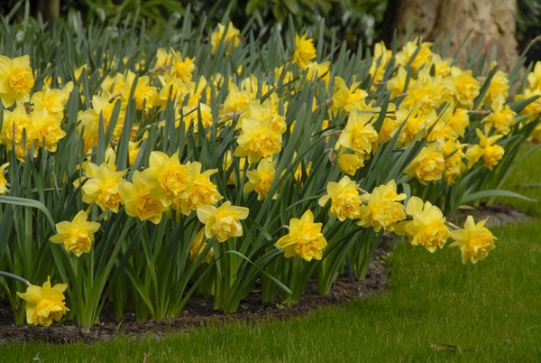 5 Golden Ducat Double Daffodil~ **FALL PLANTING