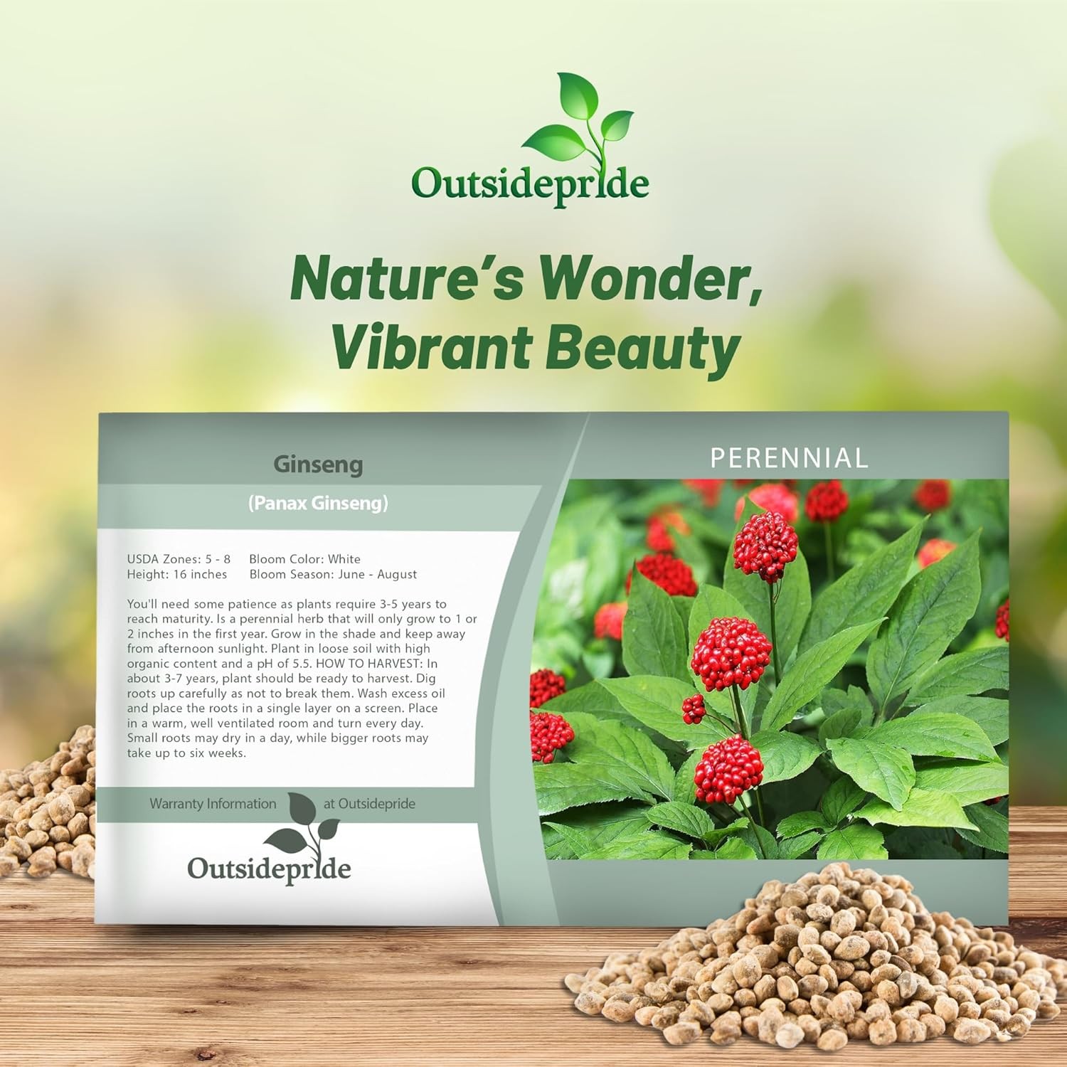 20 Seeds Panax Ginseng Herb Seeds – Medicinal Plants