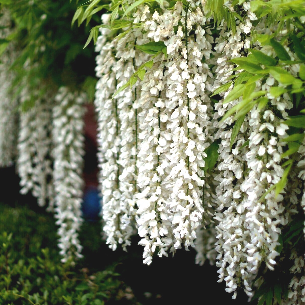 White Wisteria floribunda Alba Tree Seeds Climbing Flower Vine Plant Rare Hardy