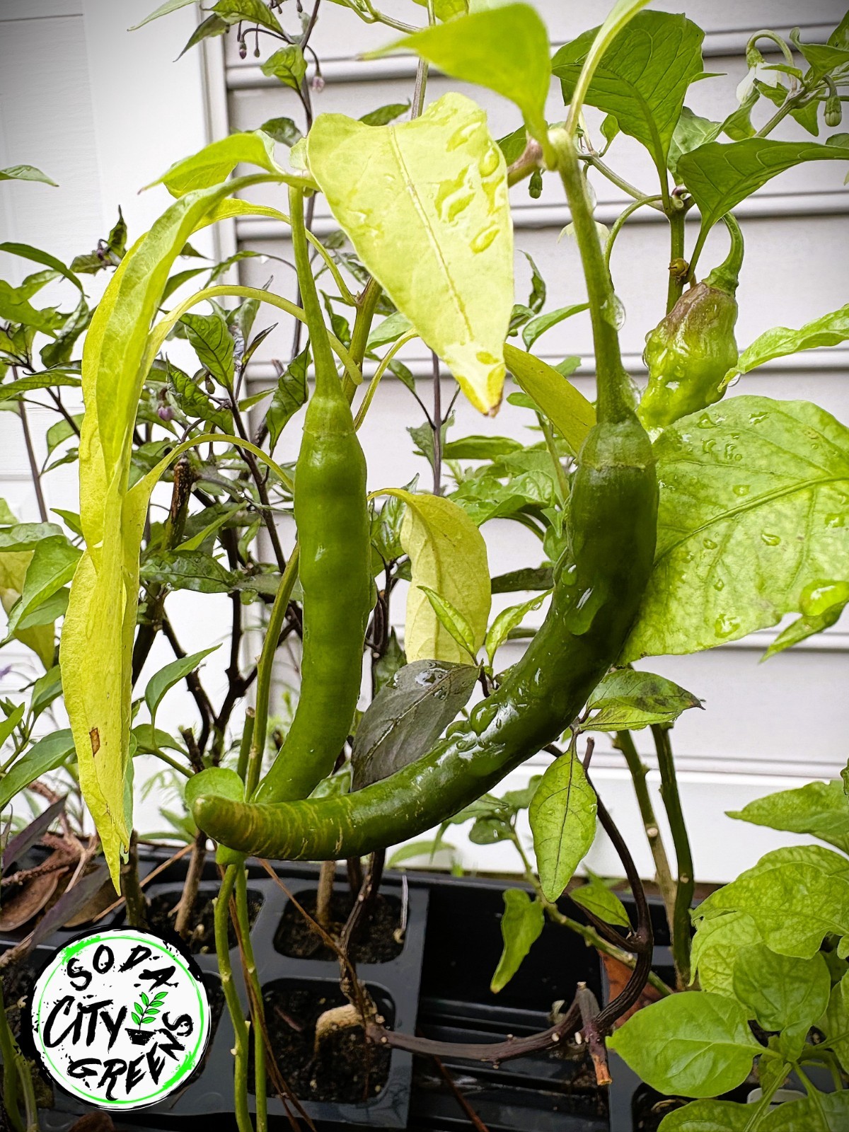Dragon Thai Pepper Seeds