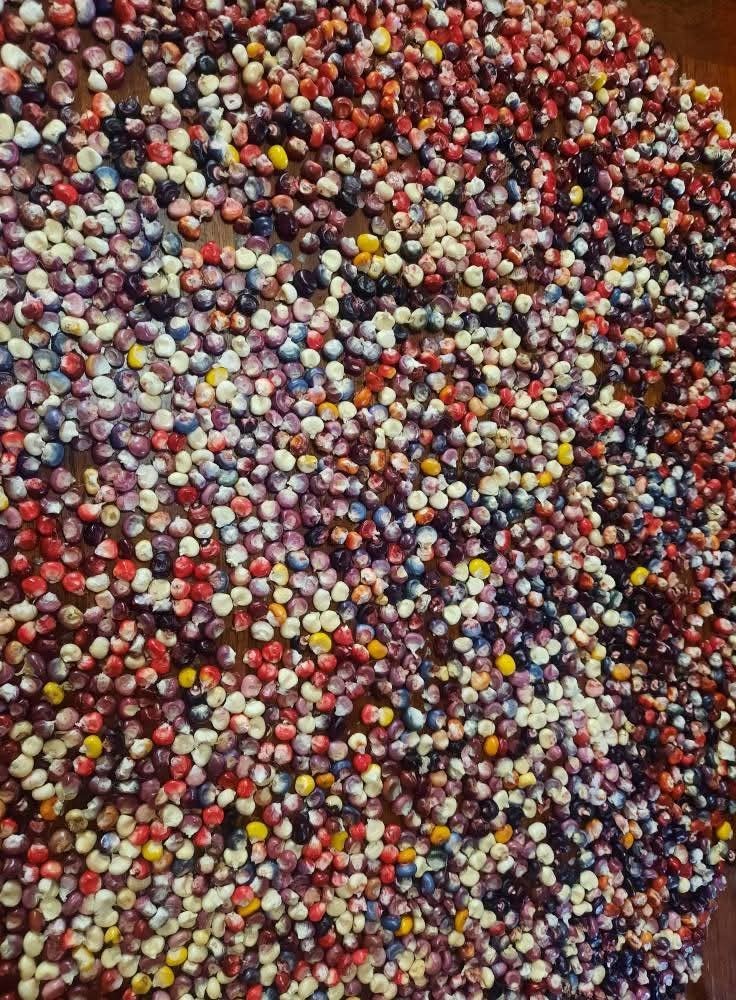 10+ Corn Seeds – RARE – Painted Mountain Flour Corn Seeds – Multicolor