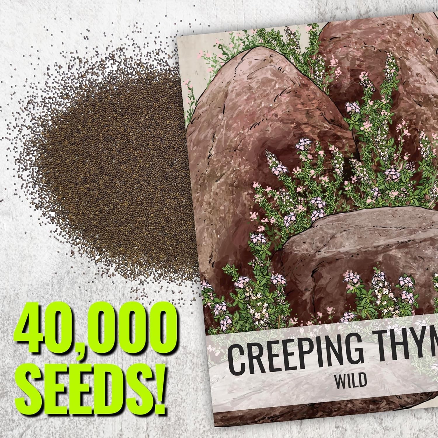 Open Pollinated Creeping Thyme Seeds – Perennial Purple Groundcover (2 Packs)