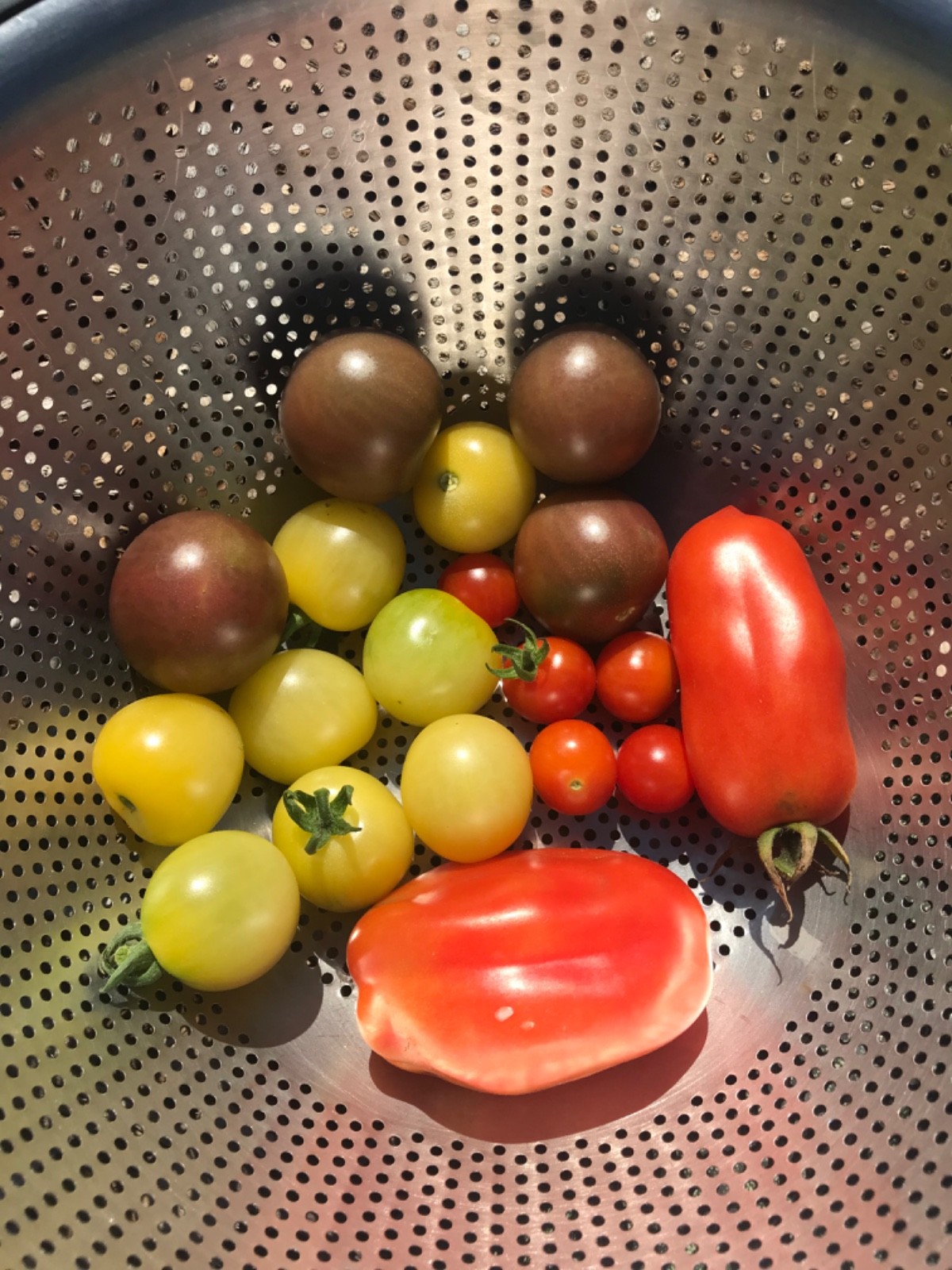 Black Cherry Organic, Heirloom, Open Pollinated, Blight-Resistant Tomato Seeds