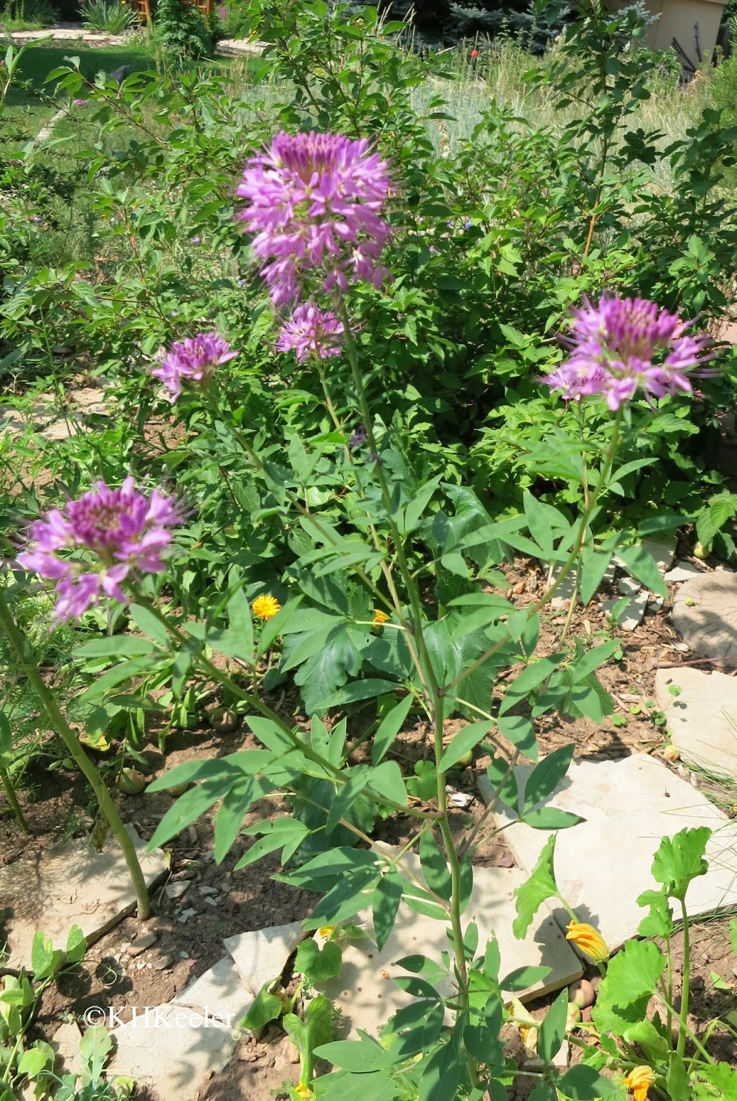 101+Rocky Mountain BEE PLANT Seeds Native Wildflower Flower Garden Pollinators