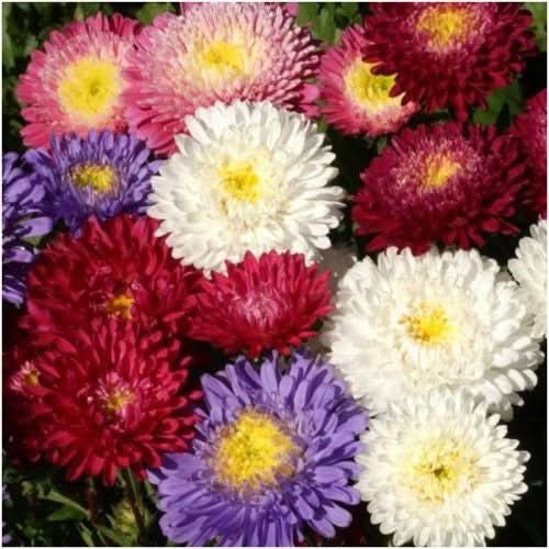 Powder Puff China Aster Seeds For Planting (Callistephus chinensis)