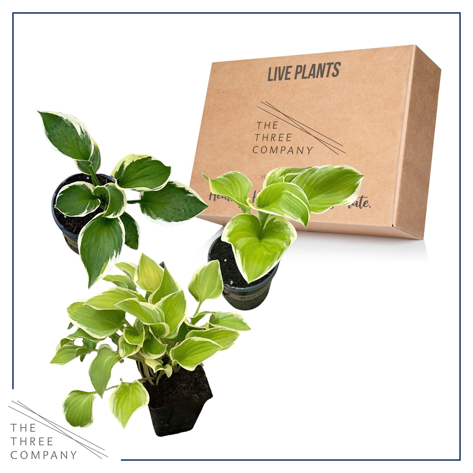 Live Perennial Hosta Assorted Varieties 3 Plants Per Pack Beautiful Accent P…