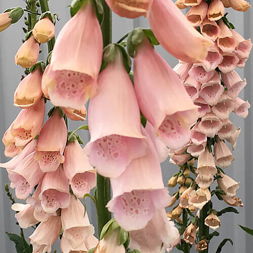 Apricot Beauty Foxglove Seeds | Non-GMO | Free Shipping | Seed Store | 1247