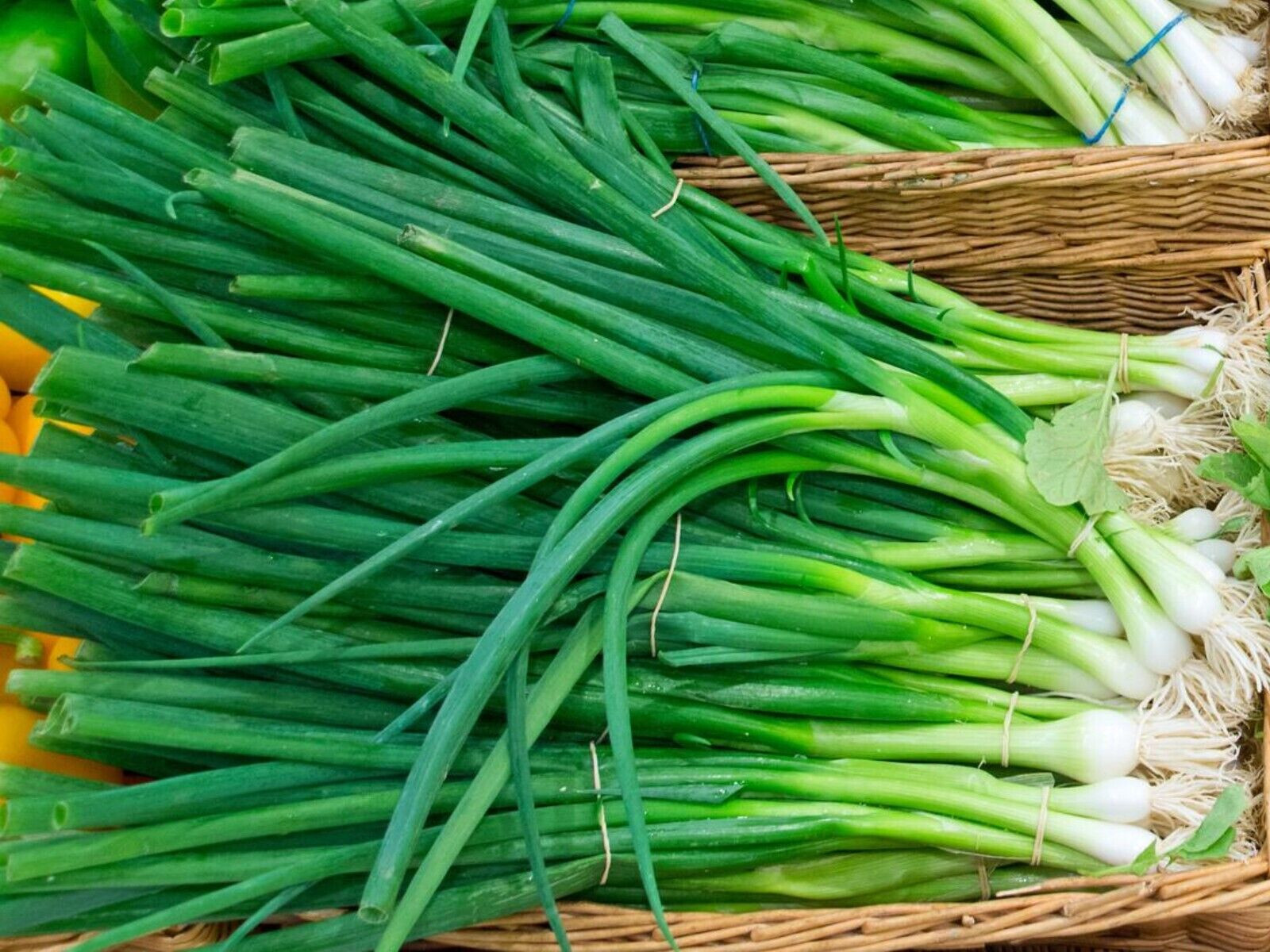 Evergreen White Nebuka Bunching Onion Seeds (100) / ORGANIC / FANTASTIC FLAVOR