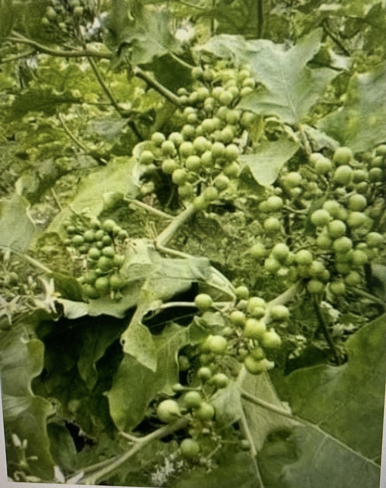 💥500 Fresh Thai Pea Eggplant, Zanmoret Seeds Pea Eggplant Turkey Berry Organic
