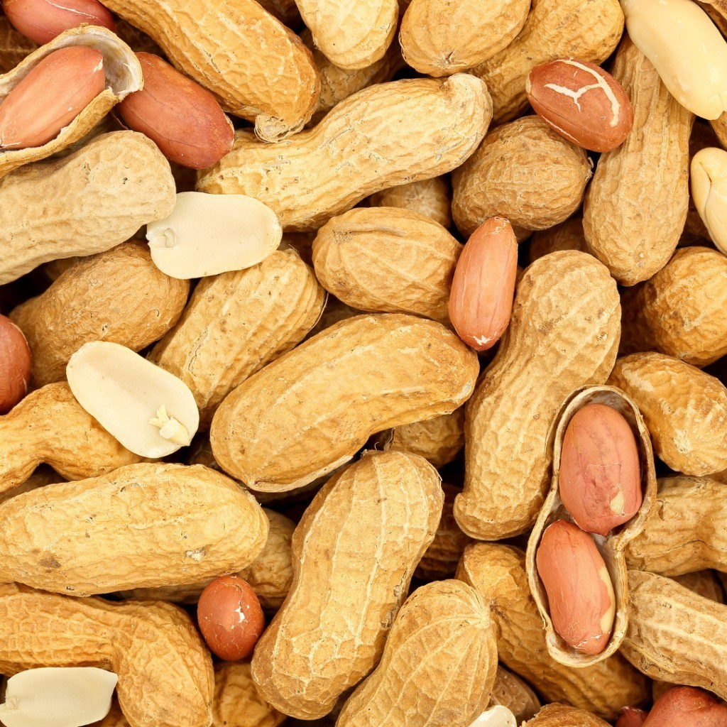 100 pcs Peanut Seeds for Planting. Raw Virginia Peanuts Seed for Home Garden