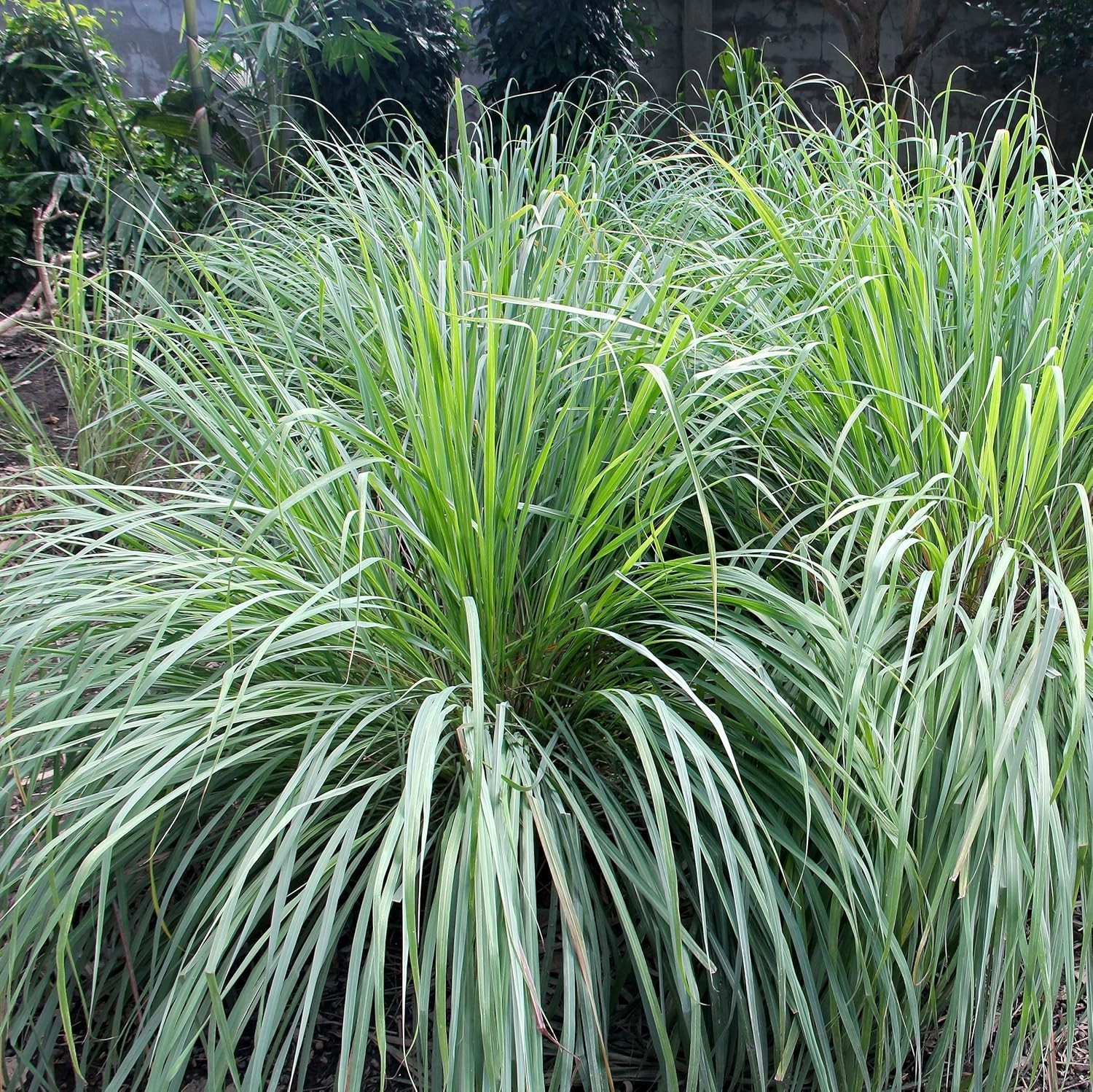 1000 Lemongrass Seeds – Multi-Purpose Herb for Culinary Use and Gardens