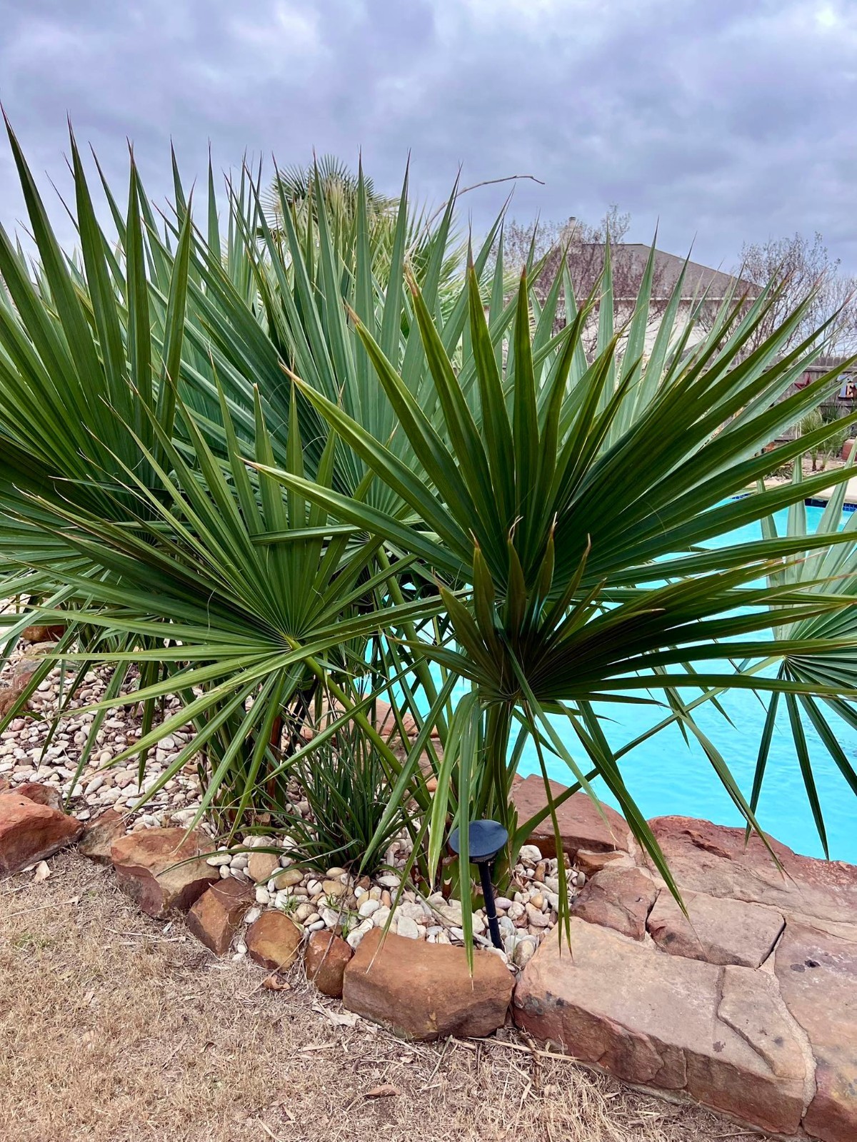 Dwarf Palmetto Palm Tree Seeds (Sabal minor) Cold Hardy Tropical Fan Palm