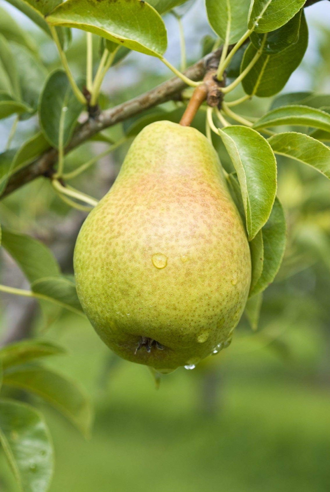 Pear Tree Seeds -8 Large Seeds – Grow Fruit Bearing Bonsai – Made in USA.