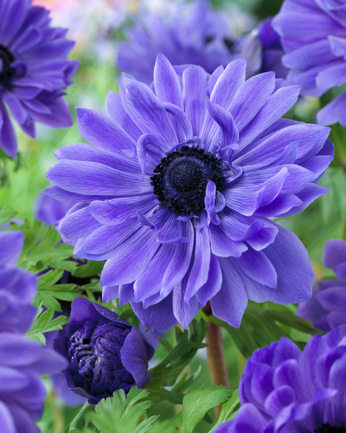 Lord Lieutenant Anemone Coronaria – 25 bulbs