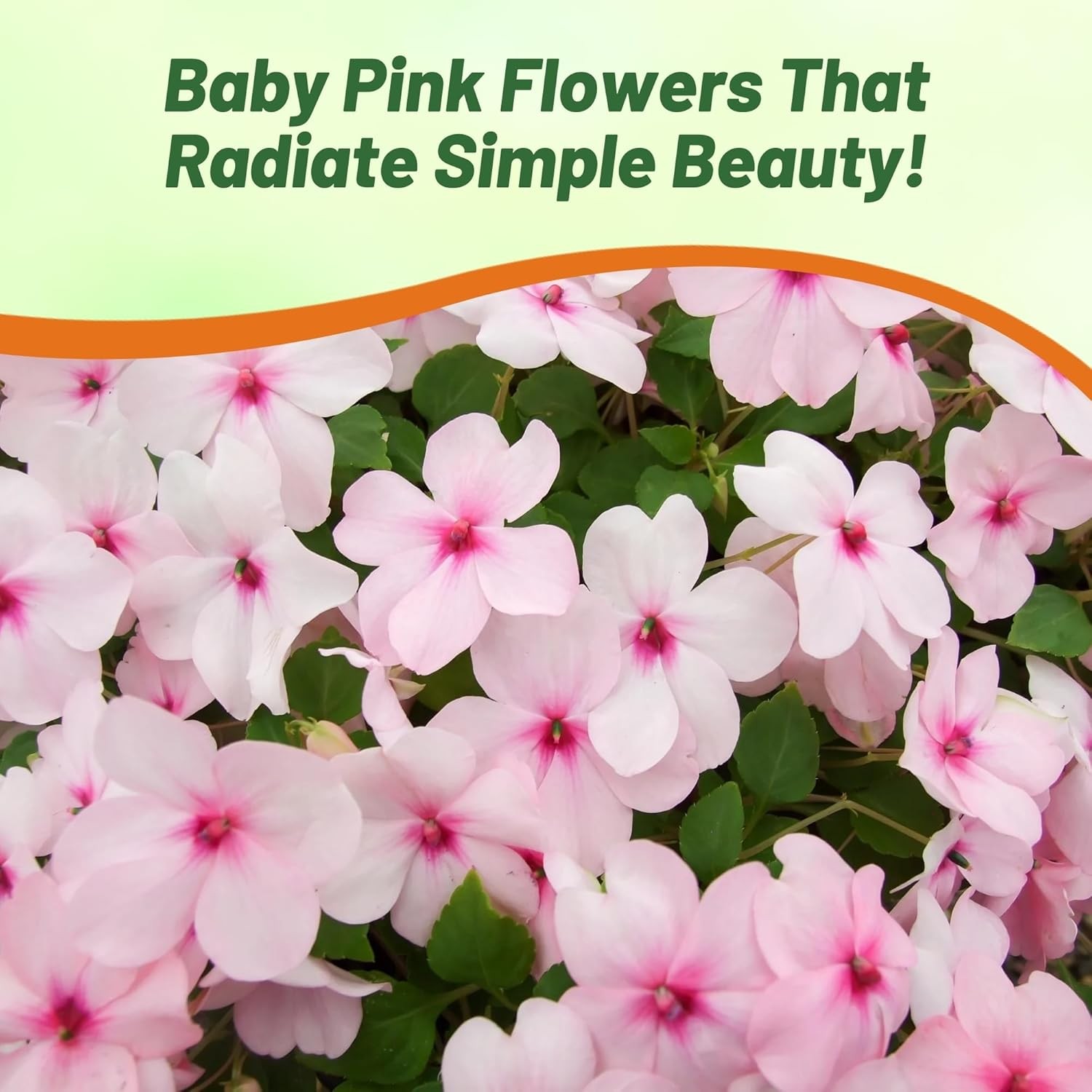 1000 Seeds Impatiens Seed – Impatiens Walleriana Baby Pink Flower Seeds