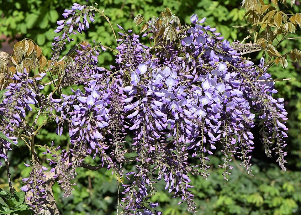 Wisteria sinensis | Chinese Wisteria | 10 Seeds