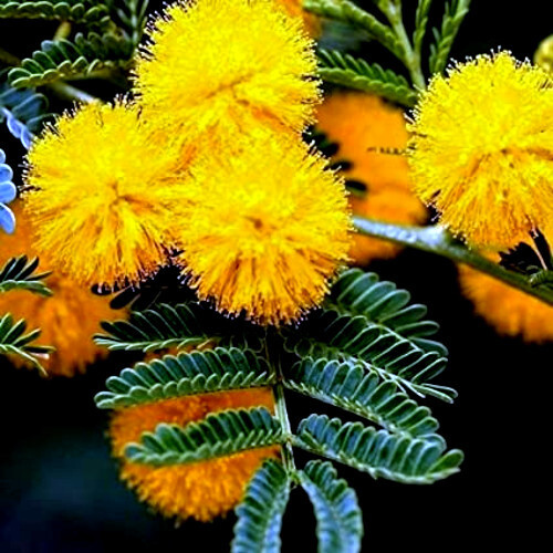 10 GOLDEN MIMOSA Tree Seeds Acacia baileyana Yellow Wattle Flower Fast Growing