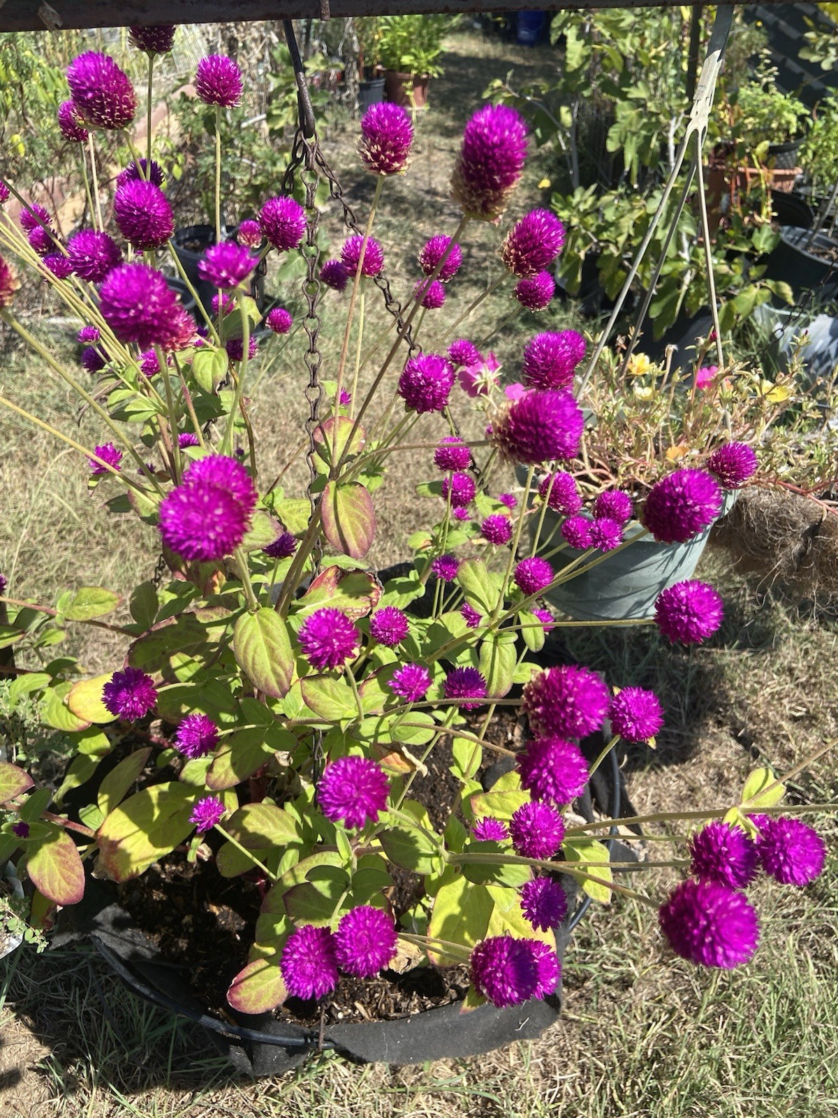 Globe Amaranth / Gomphrena / Purple – 30 Seeds / FREE Shipping