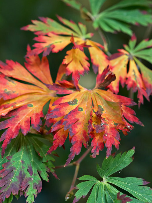 Full Moon Maple, Acer japonicum, Tree Seeds (Fall Color, Bonsai, Hardy, Easy)