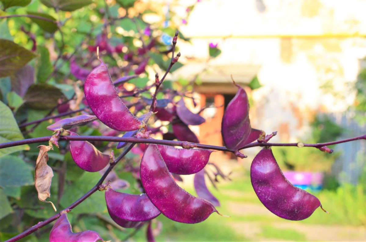 Purple Moon Hyacinth Bean Seeds (Pole) | Lablab Purpureus Dolichos Tonga 2024