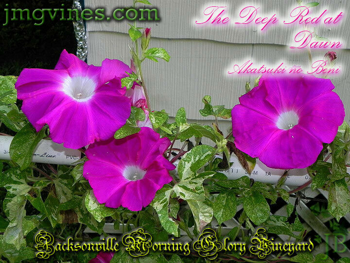 The Deep Red at Dawn / Akatsuki no Beni Japanese Morning Glory 6 Seeds