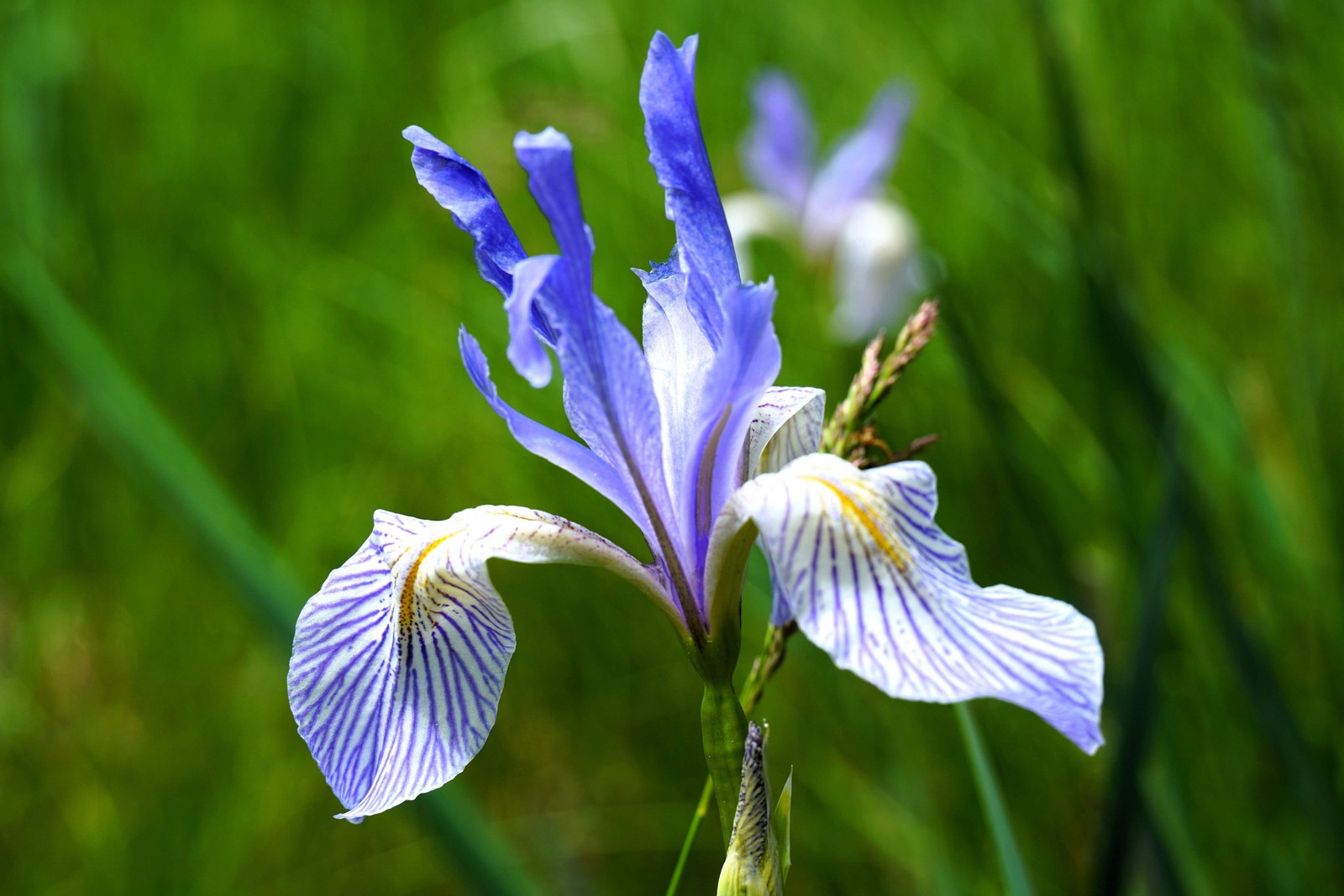 50 MISSOURI IRIS Missouriensis Rocky Mountain Blue Purple Yellow Flower Seeds