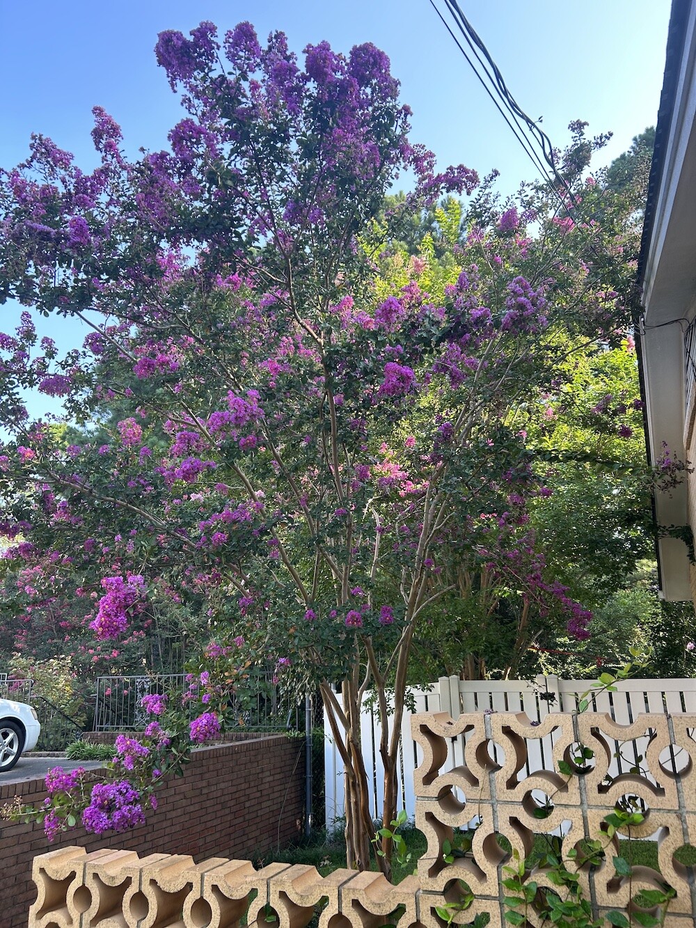 25pc CRAPE/CREPE MYRTLE SEEDS Garden Plant Flower Bloom USA seller FREE shipping