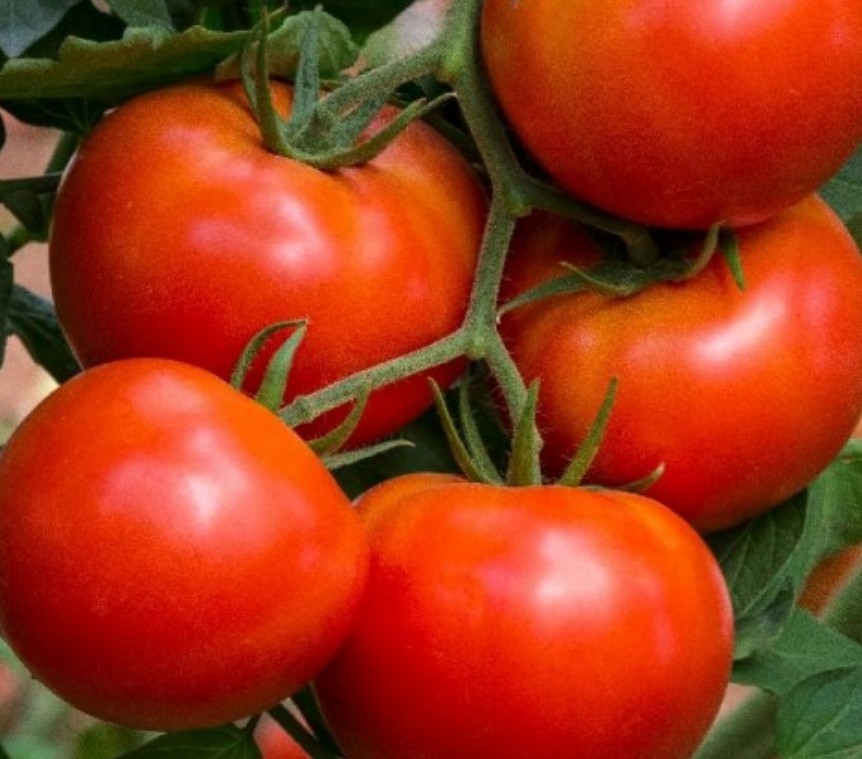 75+ Beefsteak Tomato Seeds **Fresh Seeds** ~~Free Shipping~~
