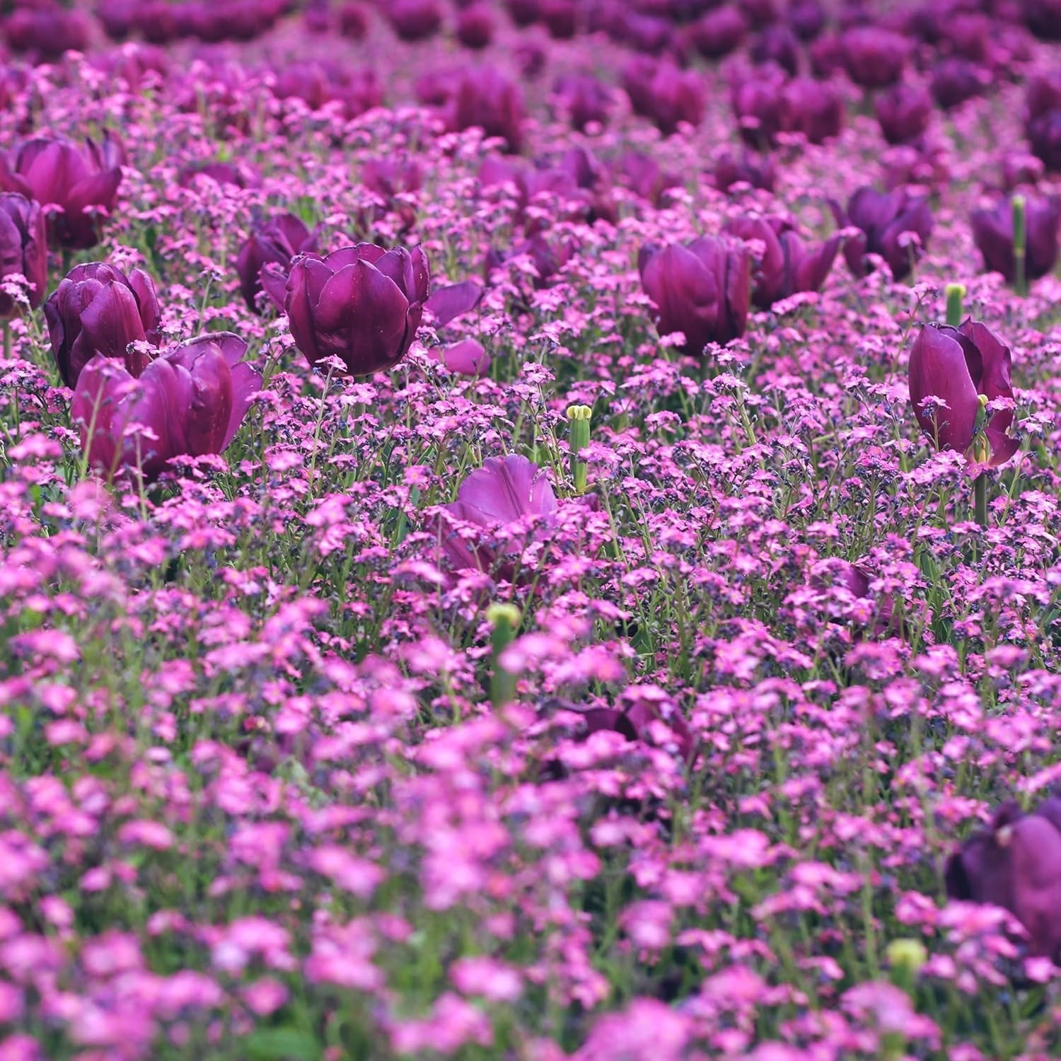 CarpetC 1000+ Creeping Phlox Seeds for Planting, Ground Cover Purple Flowers Sta