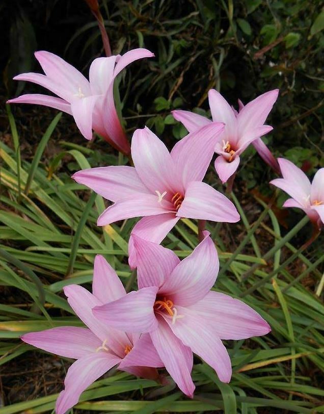 Rain Lily, Habranthus, 5 fresh bloom size bulbs, zephyranthes, free ship!!!