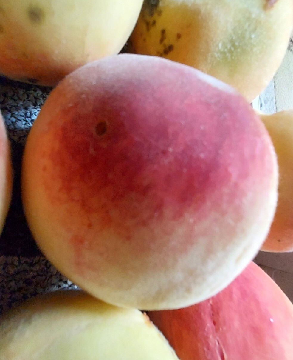 Peach Tree Seeds Red Haven (Prunus persica) White Fruit Hardy Perennial Plant