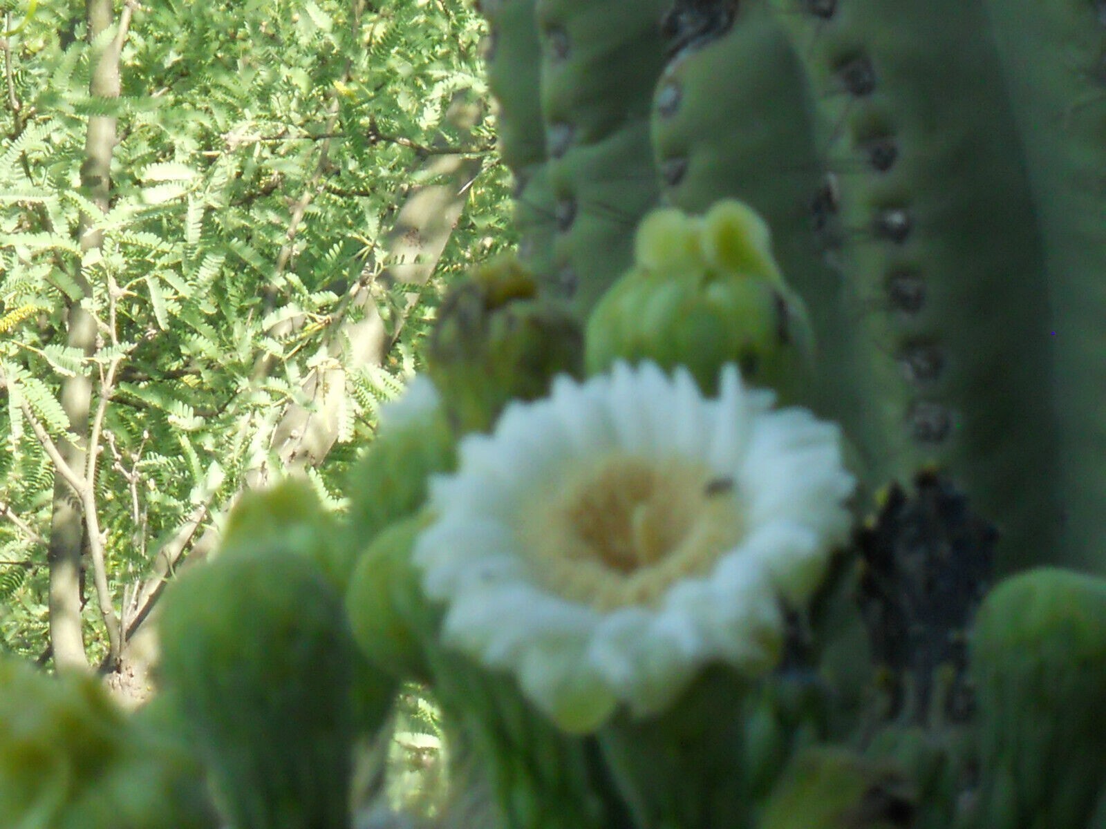 Saguaro