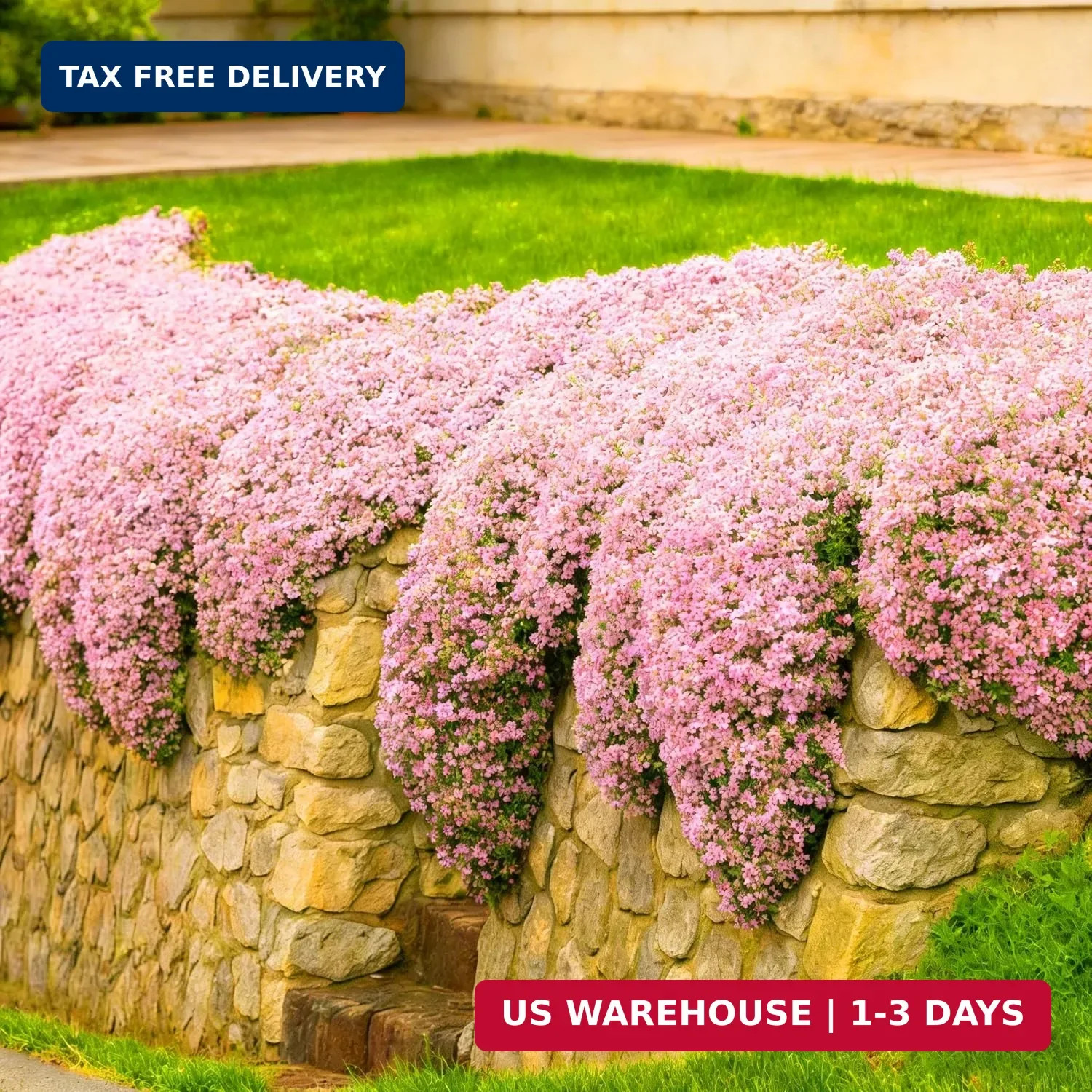 Pink Creeping Thyme Ground Cover Flower Seeds for Planting, 20003+pcs Perennial