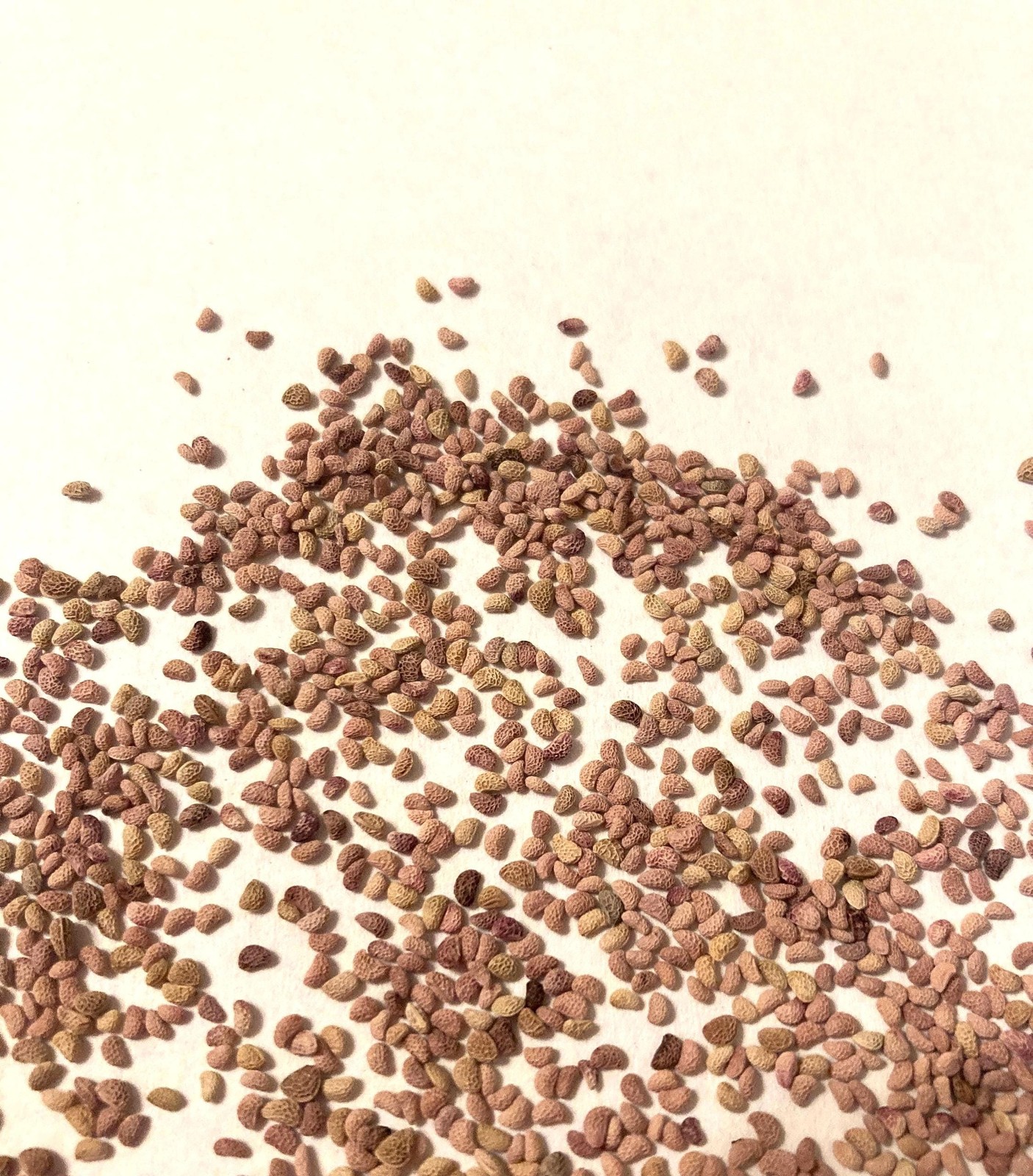 Black Raspberry Seeds (Rubus Occidentalis) Blackcap Raspberry Thimbleberry