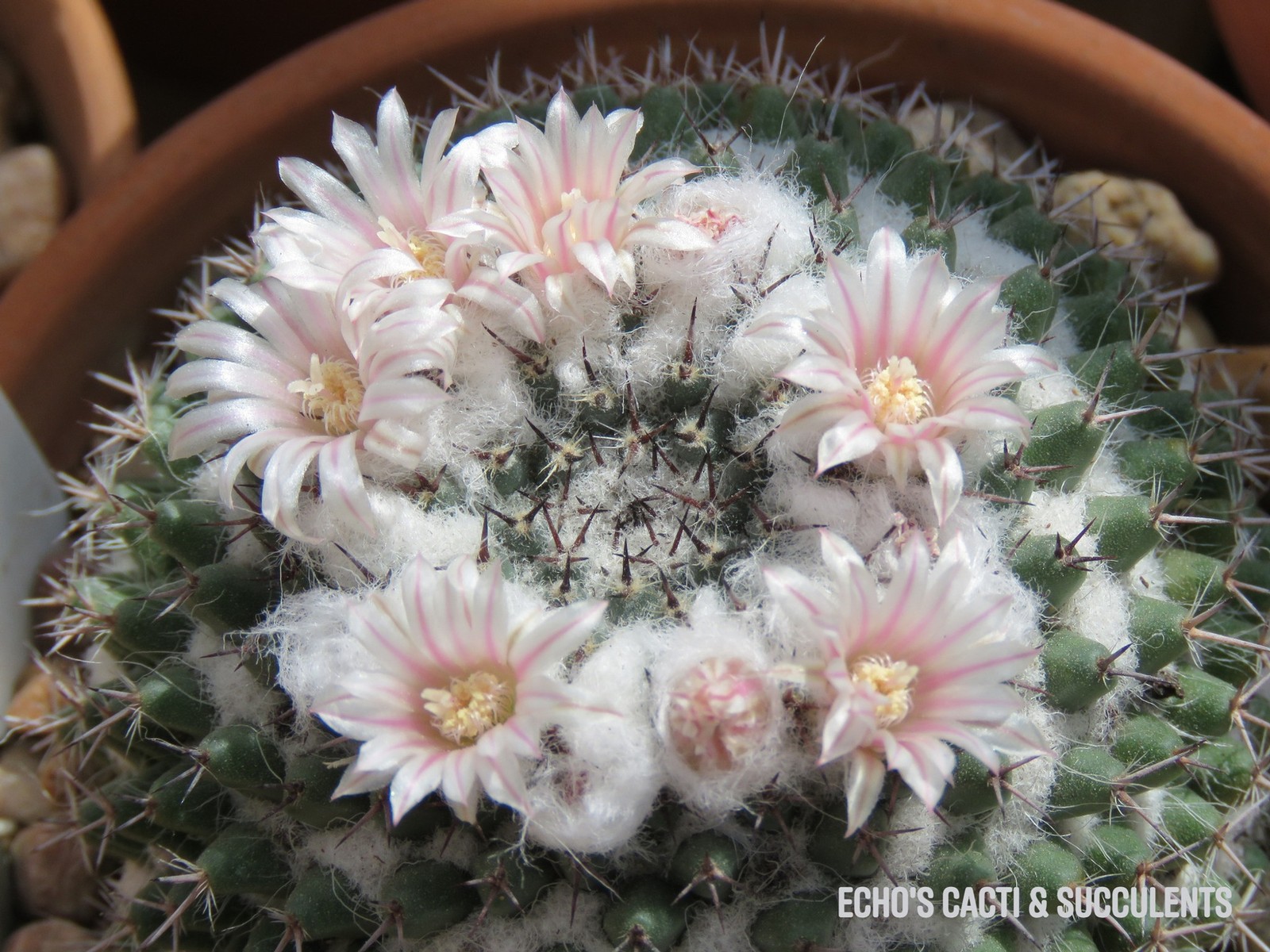 Seed- Mammillaria formosa 25+ seeds (2025)
