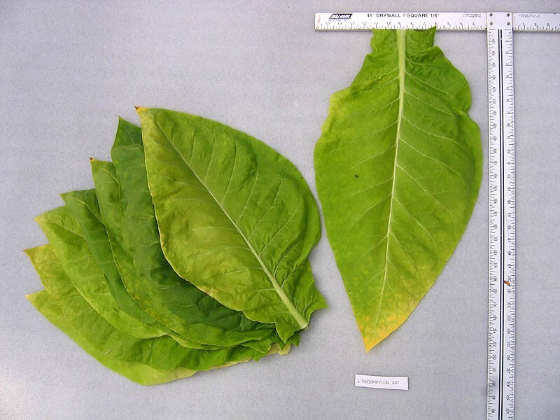 1000 L’Assomption Tobacco Seeds ~ Filler Type Heirloom Non-GMO Nicotiana Tabacum