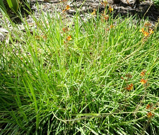 BULBINE STALKED AVERA SUNSET ORANGE Bulbine Frutescens – 100 Bulk Seeds