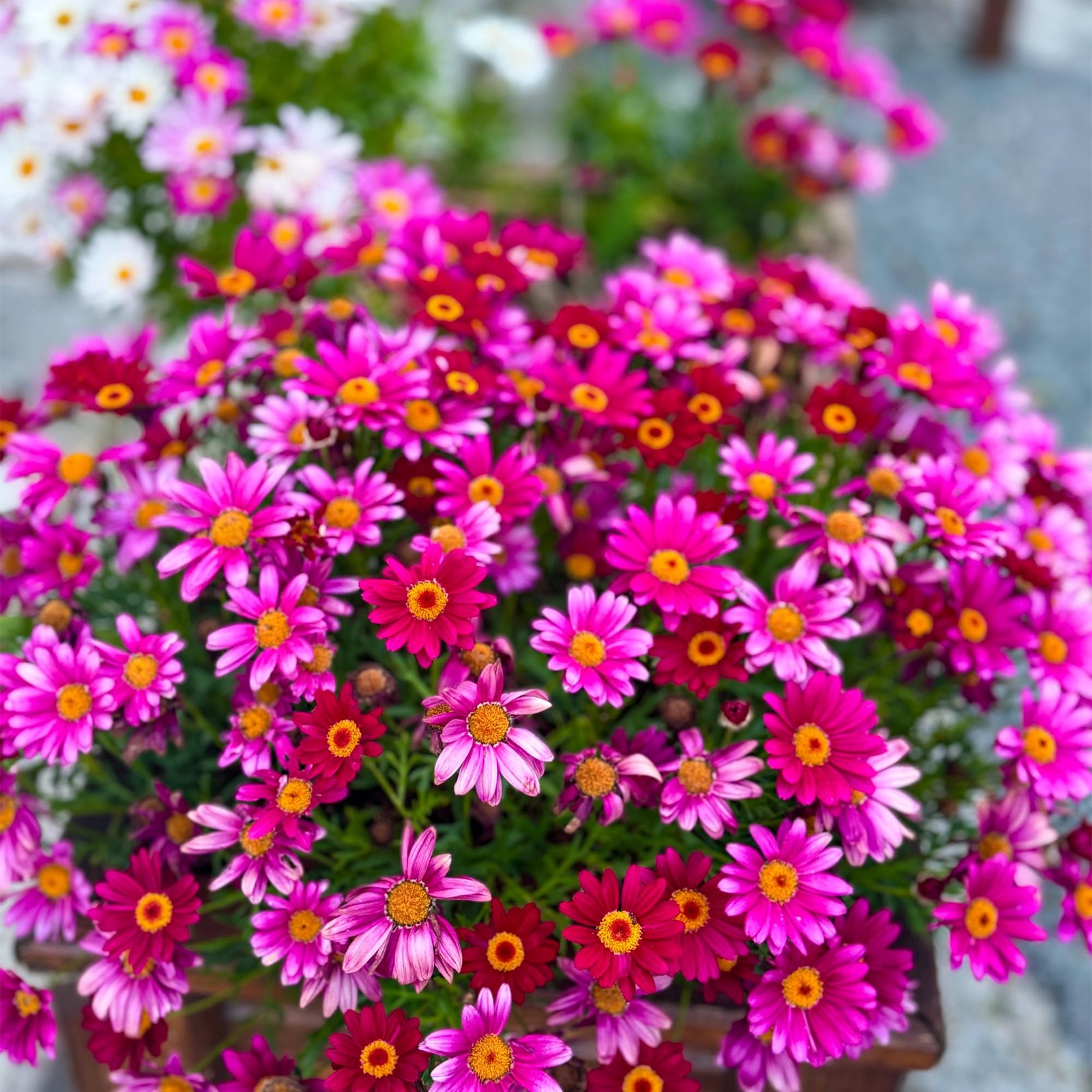 1000 PCS Pyrethrum Seeds Tanacetum Chrysanthemum Garden Flower Planting