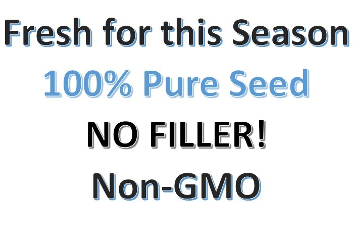Sunflower HERE COMES THE SUN Mix 6 Types Bees Love Sunflowers! Non-GMO 50 Seeds!