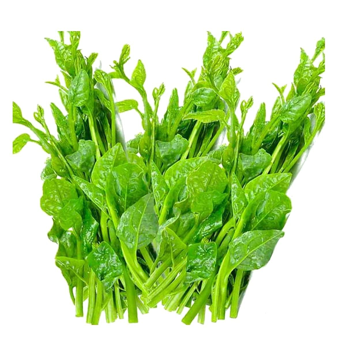 200+ Malabar Spinach Seeds for Planting Ceylon Spinach Rau Mong TOI Green St…