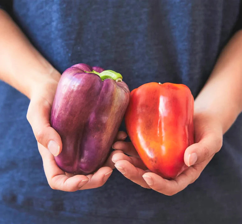 Lilac Sweet Bell Pepper Seeds | Purple Red Merlot UFO Islander Peppers Seed 2024