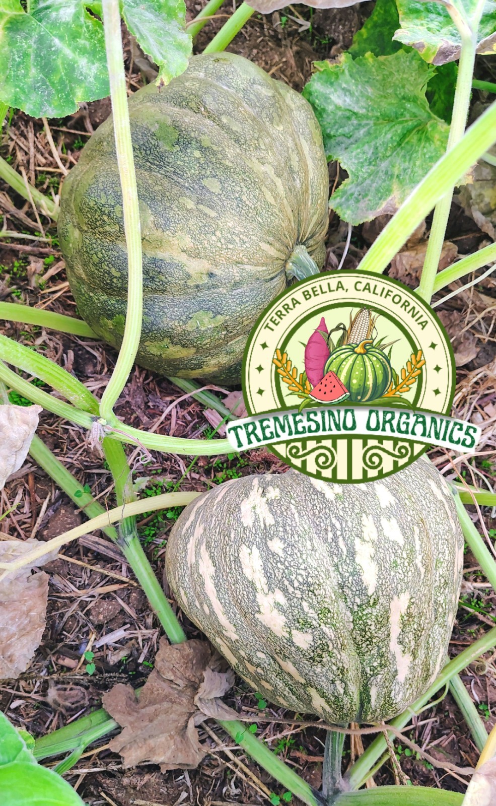 Rare Mexican Black Green Flesh Squash 10 Seeds- Calabaza Mexicana, 10 Semillas