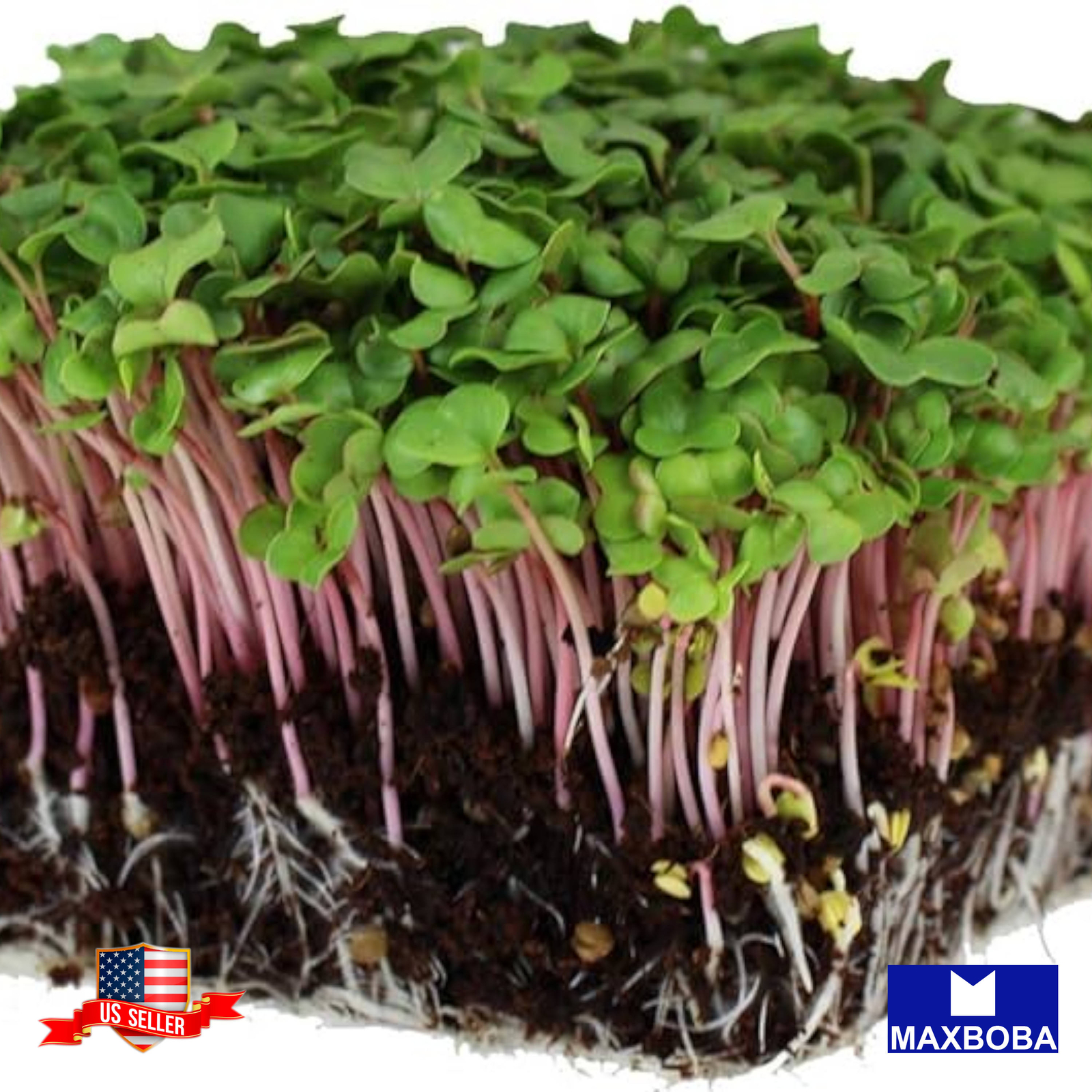 Radish Seeds China Rose (Conventional) Microgreens Non-GMO Heirloom