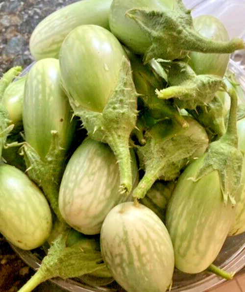 60 Indian Green Eggplant Fresh Organic Seeds ~Organic Eggplant Seeds for 2026.