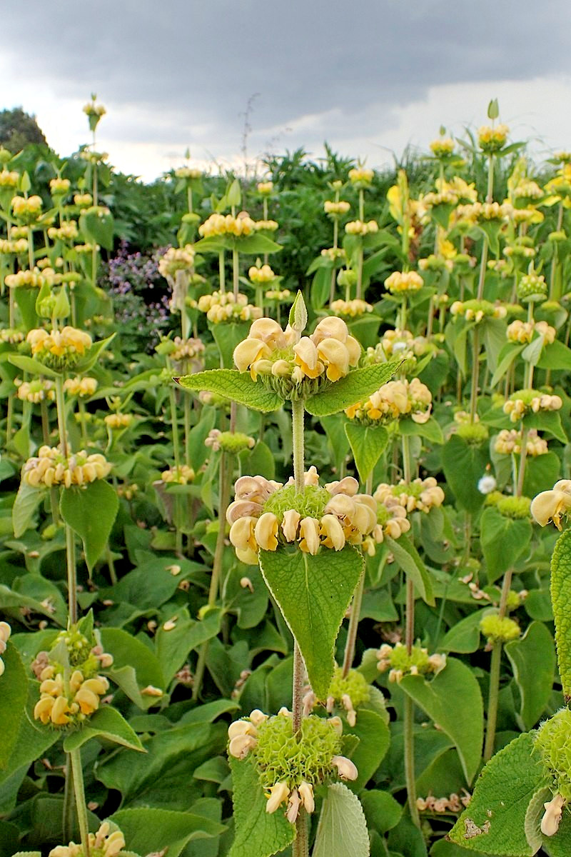 bright yellow phlomis 50 seeds Jerusalem sage, phlomis russeliana
