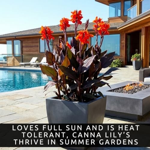 3 Black Knight Canna Lily Bulbs for Planting – Deep Red Blooms with Dark