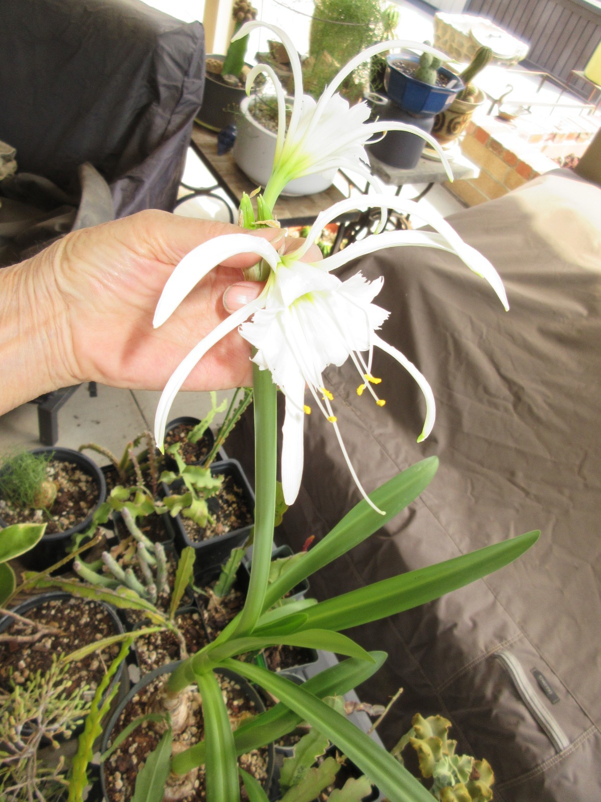 Crown Beauty Peruvian Daffodil Hymenocallis narcissiflora 3 bulbs Rooted