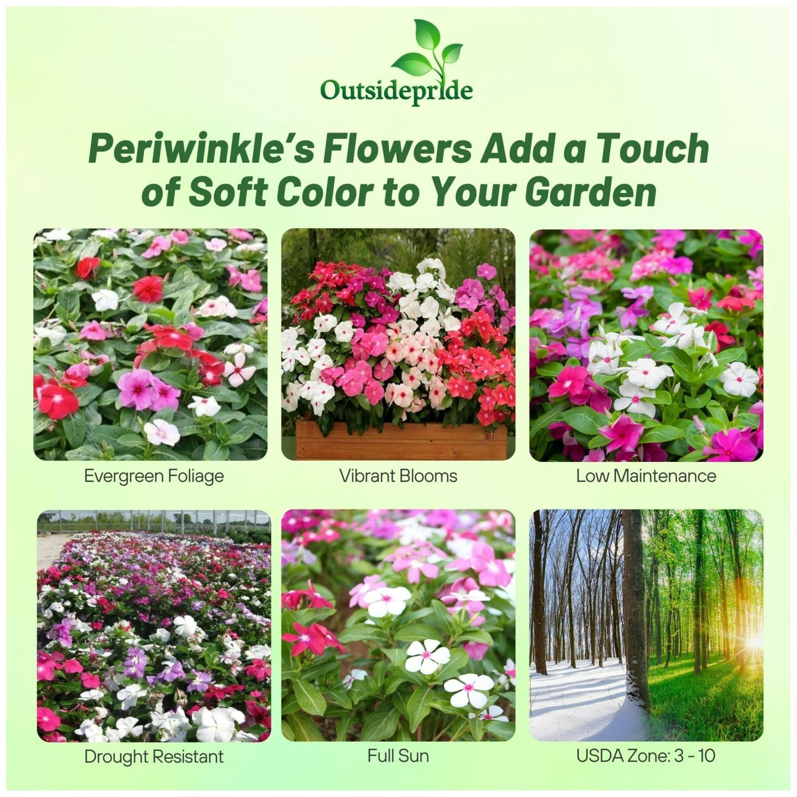 4000 Seeds Annual Vinca Periwinkle Ground Cover & Flower Seed Mix for Planting